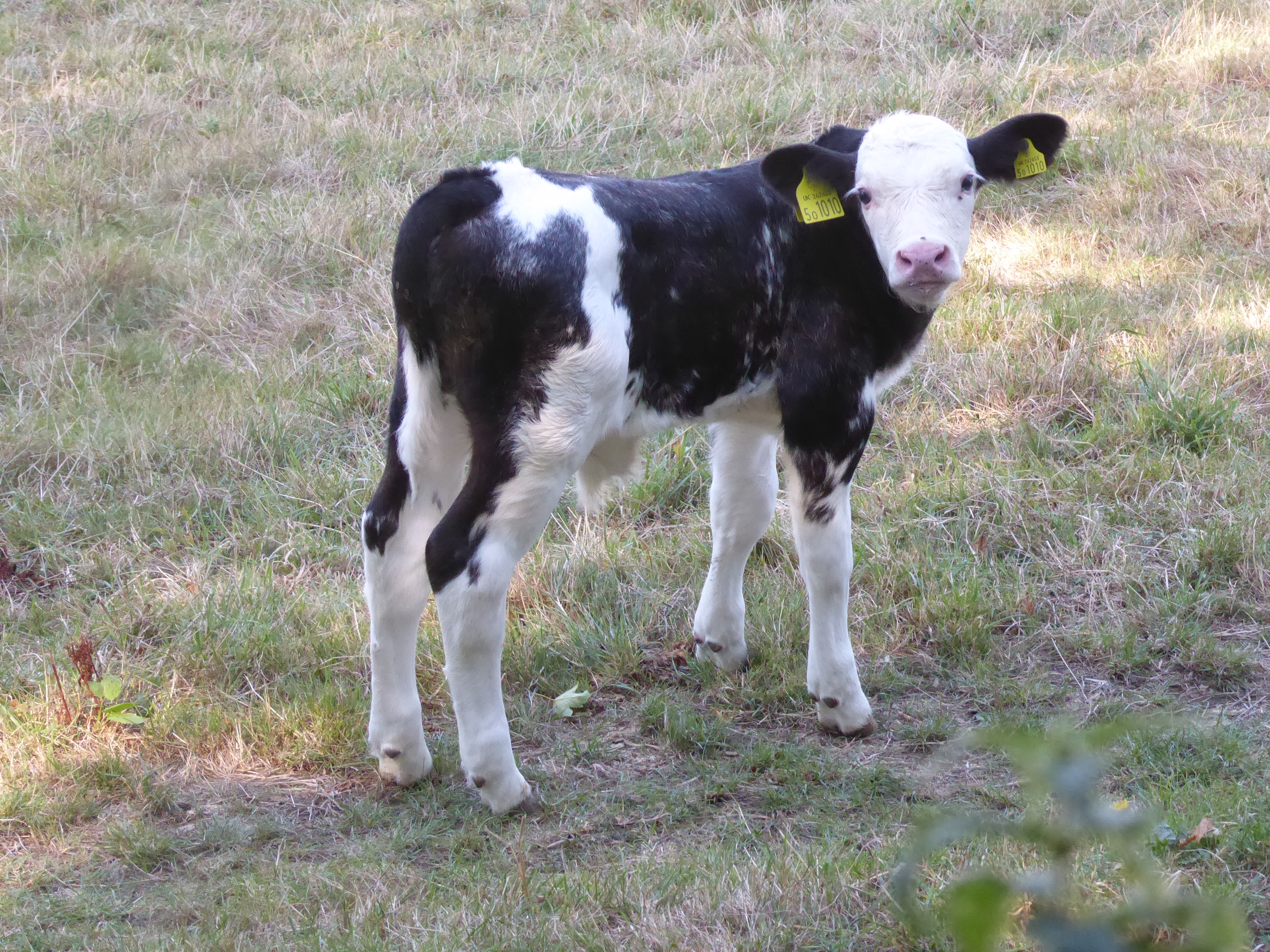 A calf on the Downs near Lewes